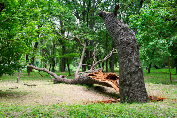 Tree and Shrub Care in Cape Neddick, ME