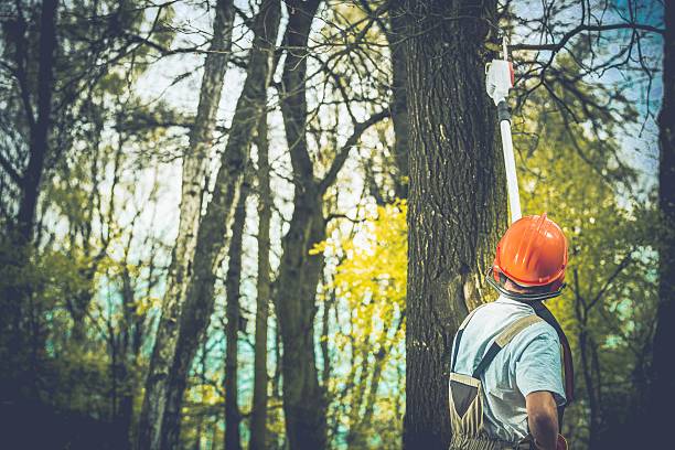 How Our Tree Care Process Works  in  Cape Neddick, ME